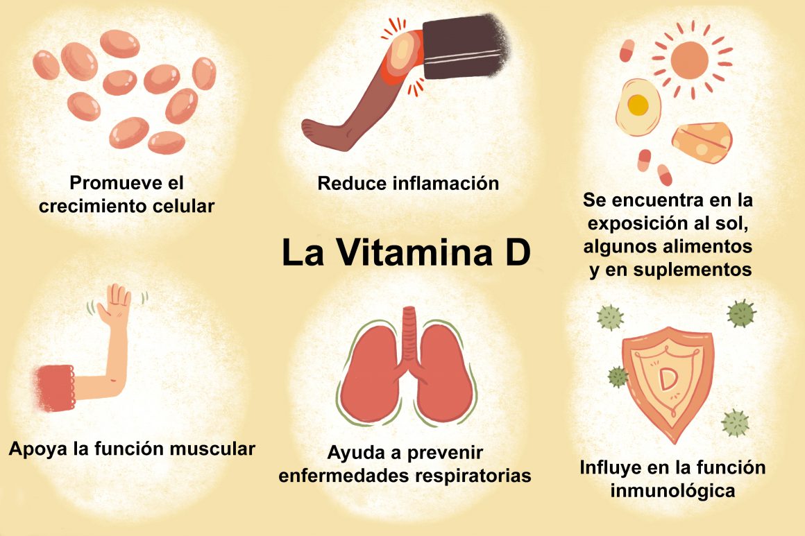 La Importancia De La Vitamina D Cristina Duch